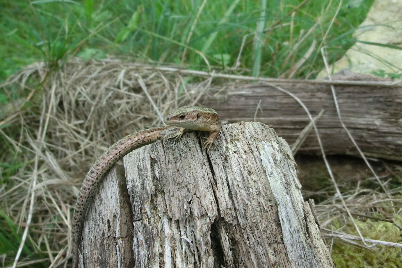Should we eat more yoghurt when it gets warm? In the case of lizards at least, climate change decreases gut microbiota diversity
