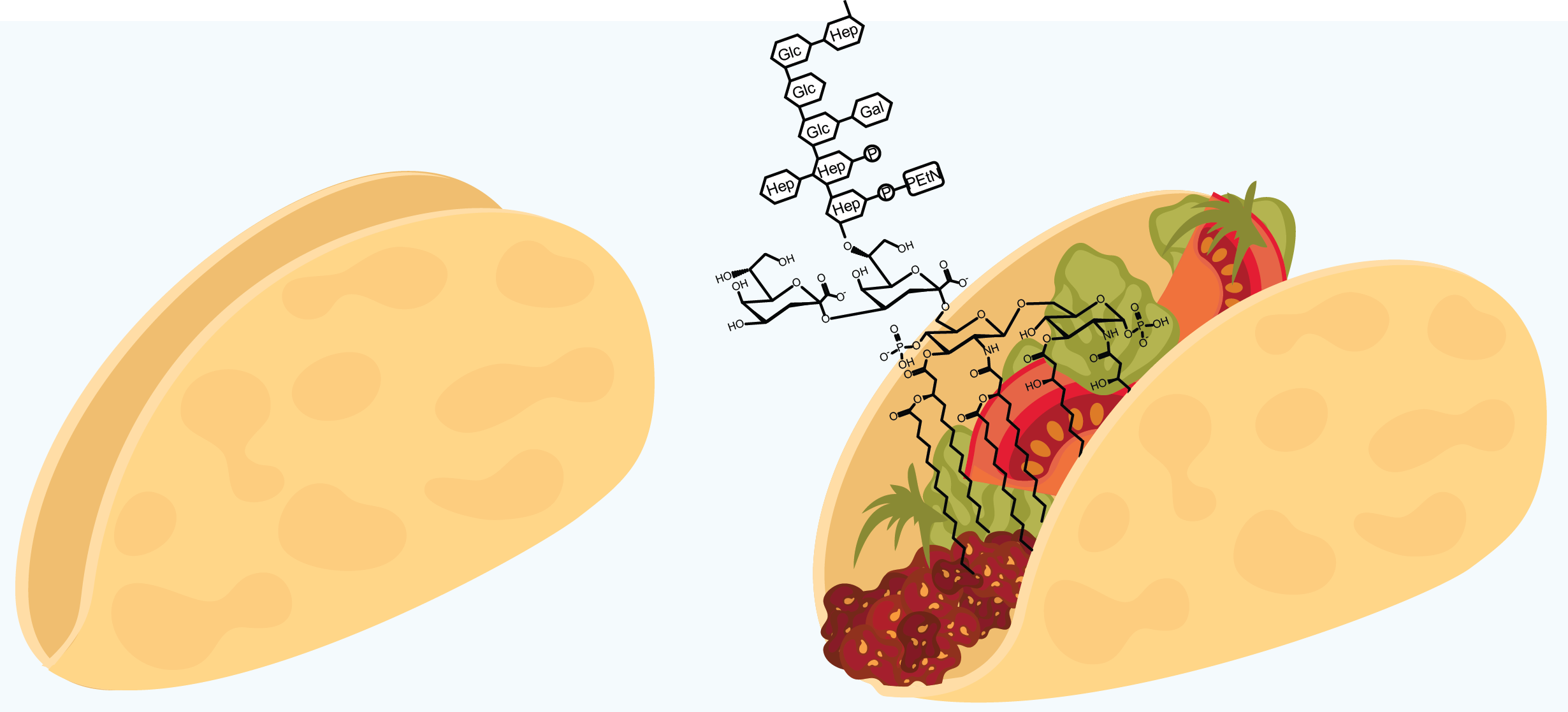 Opening a taco to enable passage of an endotoxin