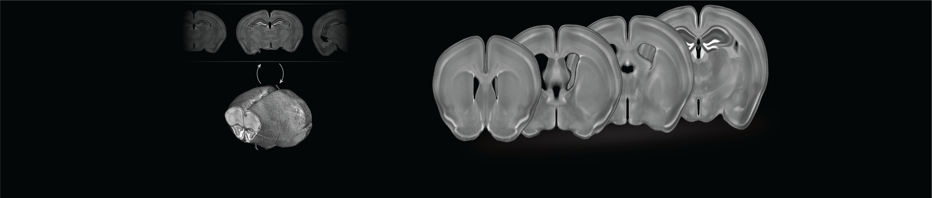 3D population-based average of mouse brain