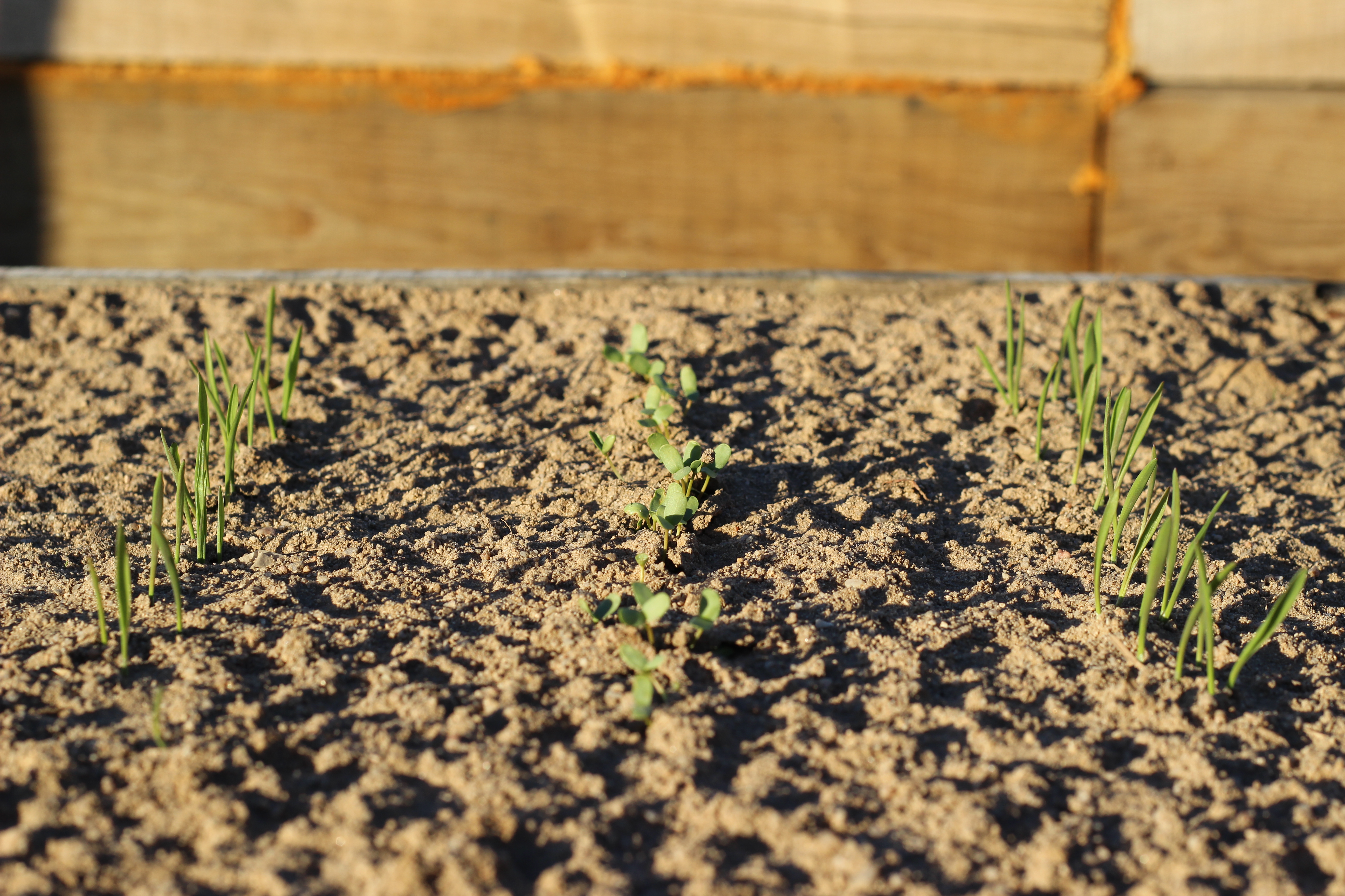The yield benefits of intercropping can be large, but could be even larger 