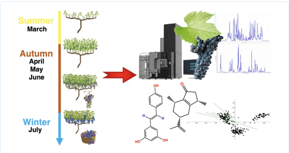 How Seasons Shape ‘Syrah’ Grapevines in a Tropical Terroir
