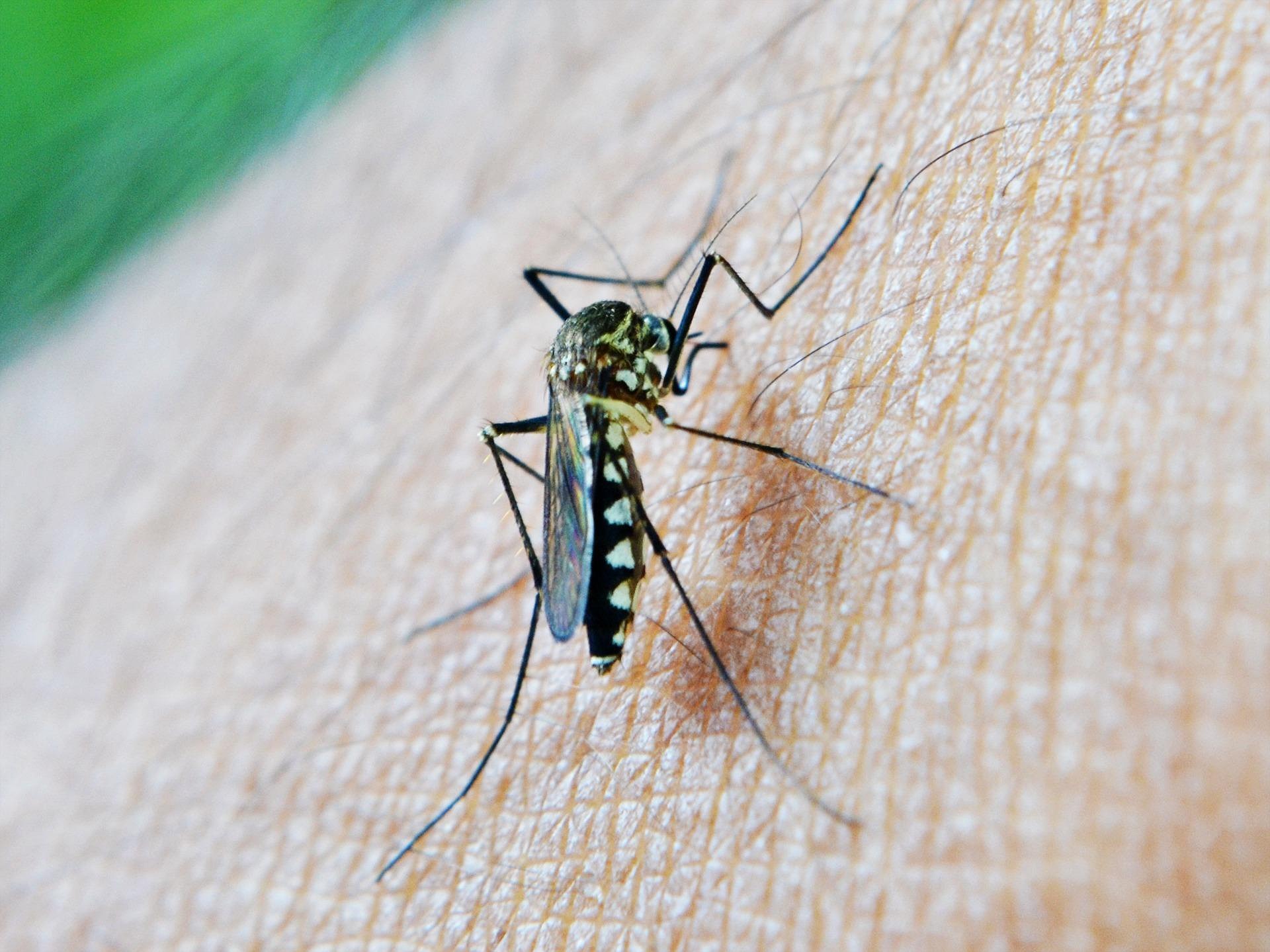Are Spanish mosquitoes capable of transmitting Oropouche virus?