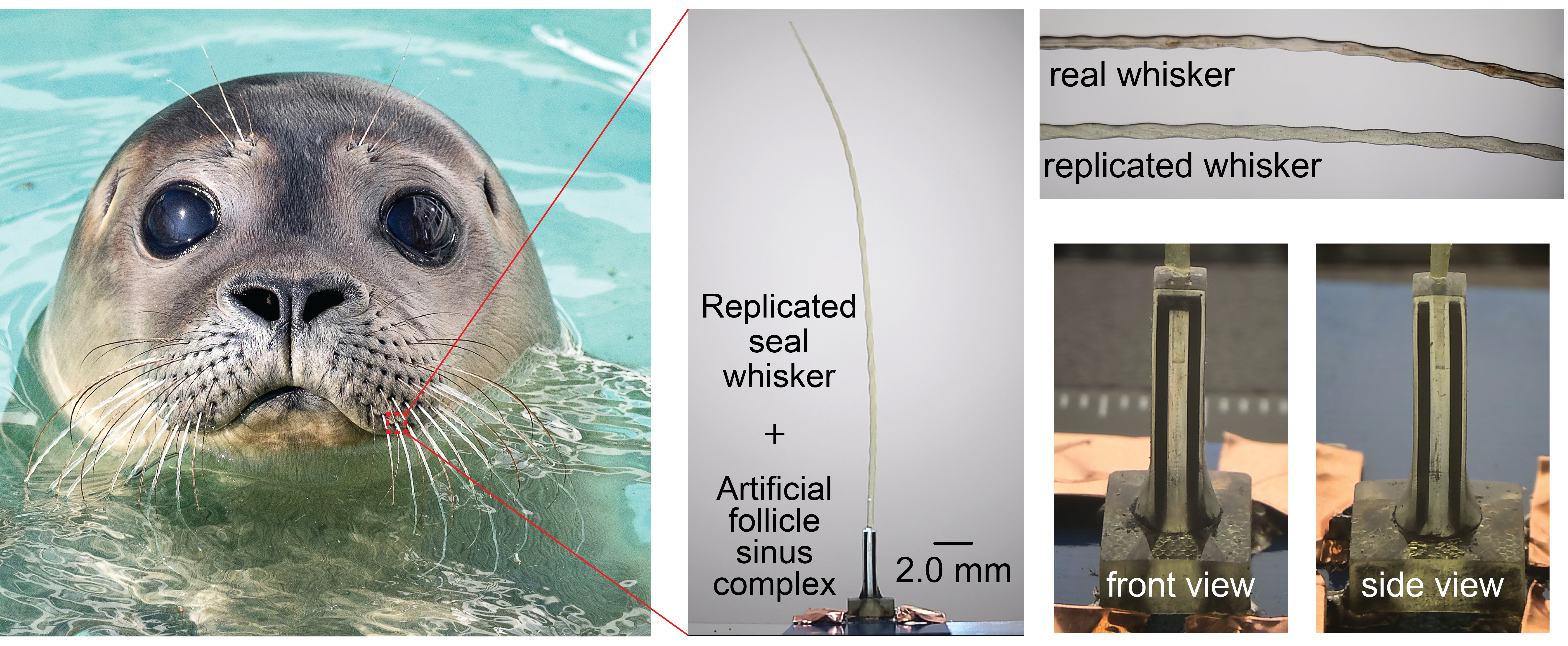 Behind the Paper: Learning from Seal Whiskers to Build Smarter Flow Sensors