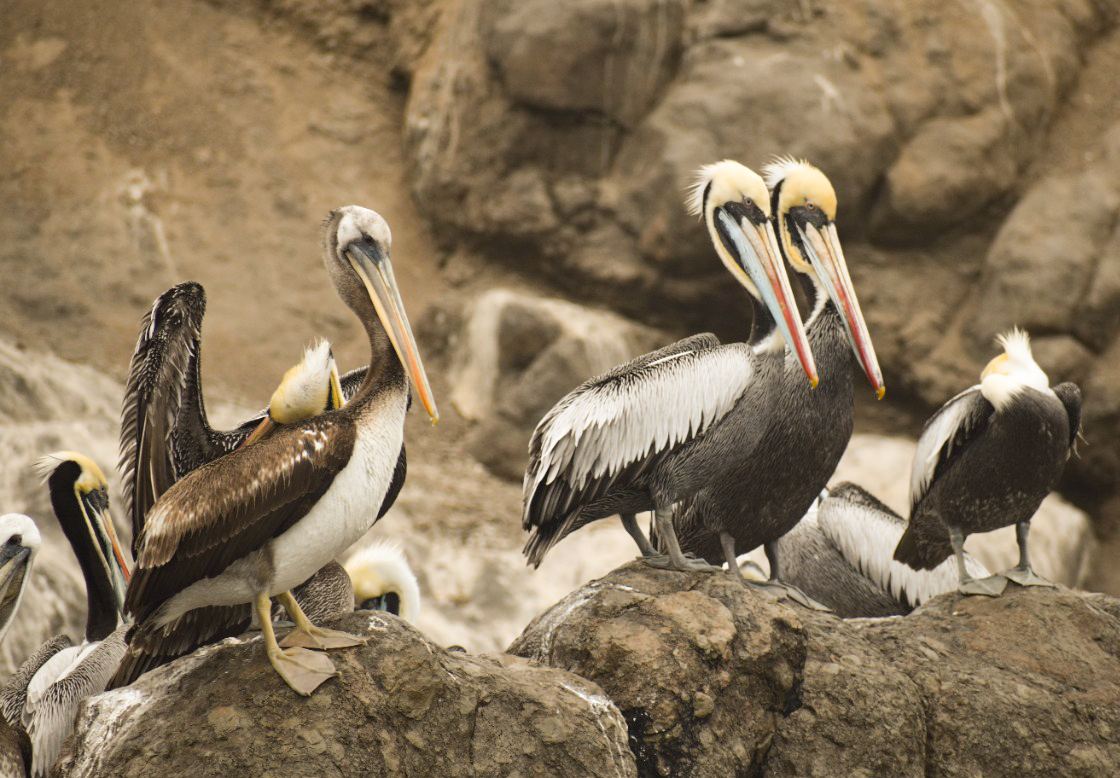 Mass die-offs of marine birds and mammals in Peru sound the alarm on the spread of highly pathogenic avian influenza (H5N1) viruses throughout South America