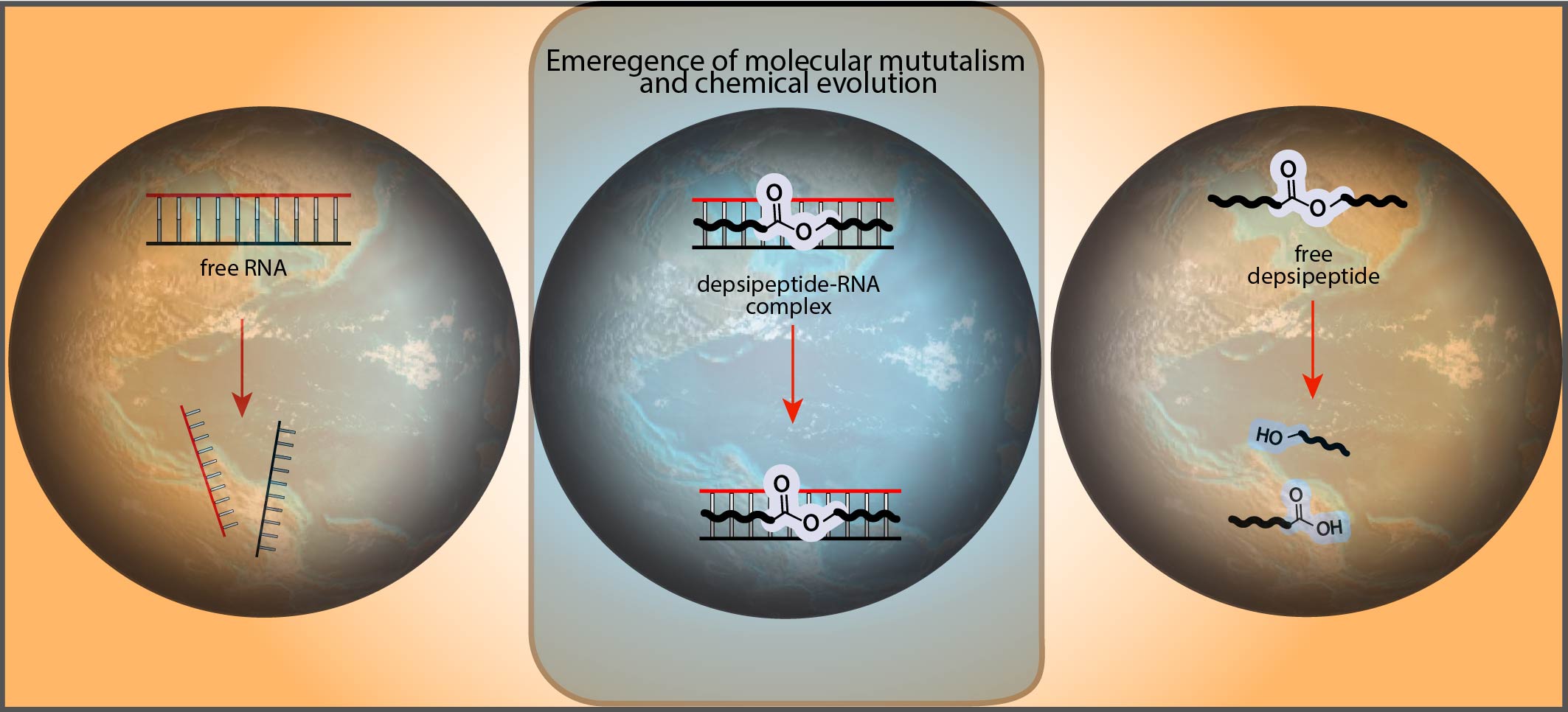 Forget the chicken or the egg: It doesn’t matter if RNA or proteins came first, rather that they need each other