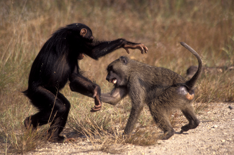 Hip clues about anthropoid primate evolution from 30 million years ago