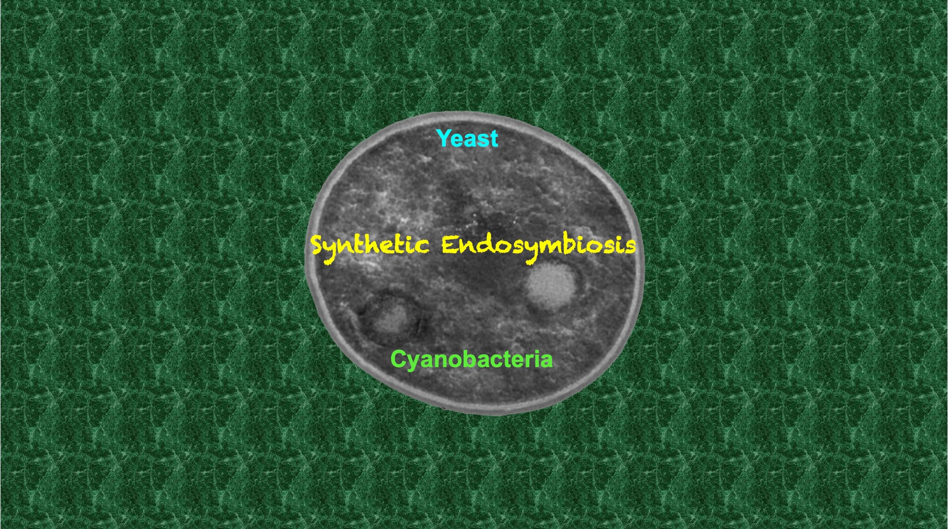 Artificial endosymbiosis: Reconstituting a two-billion-year-old marriage of cells