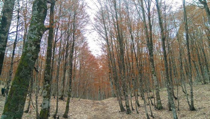 Rethinking Europe’s Forests: Why Tree Species Matter for Climate Cooling