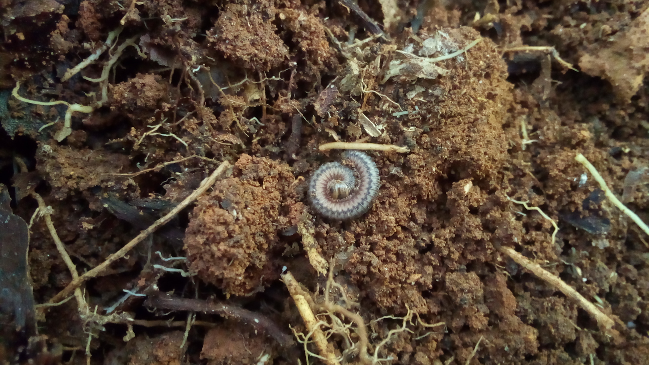 International Day for Biological Diversity