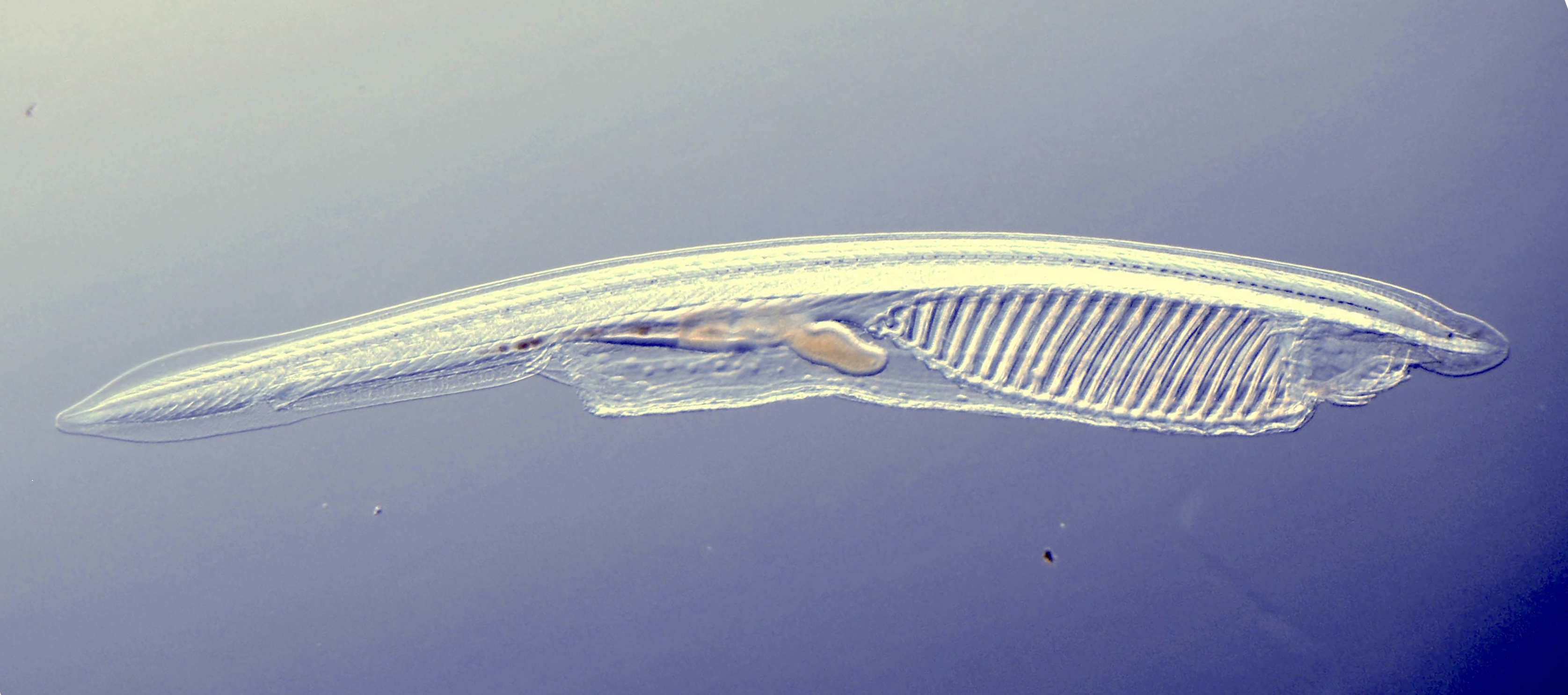 A brain “zoo” reveals how a non-canonical form of DNA methylation emerged