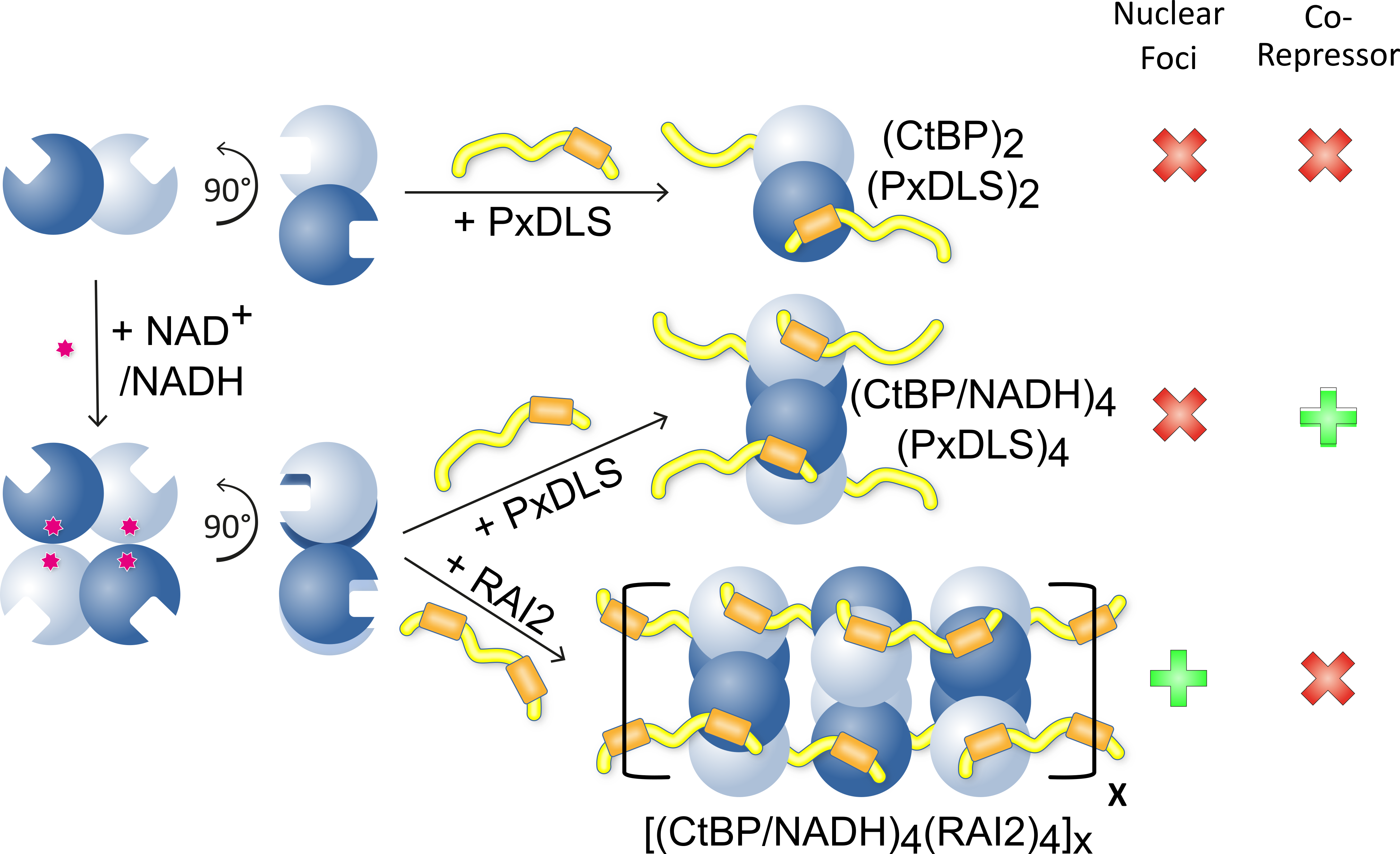 Corepressor protein activity regulation by SliM-induced polymerization