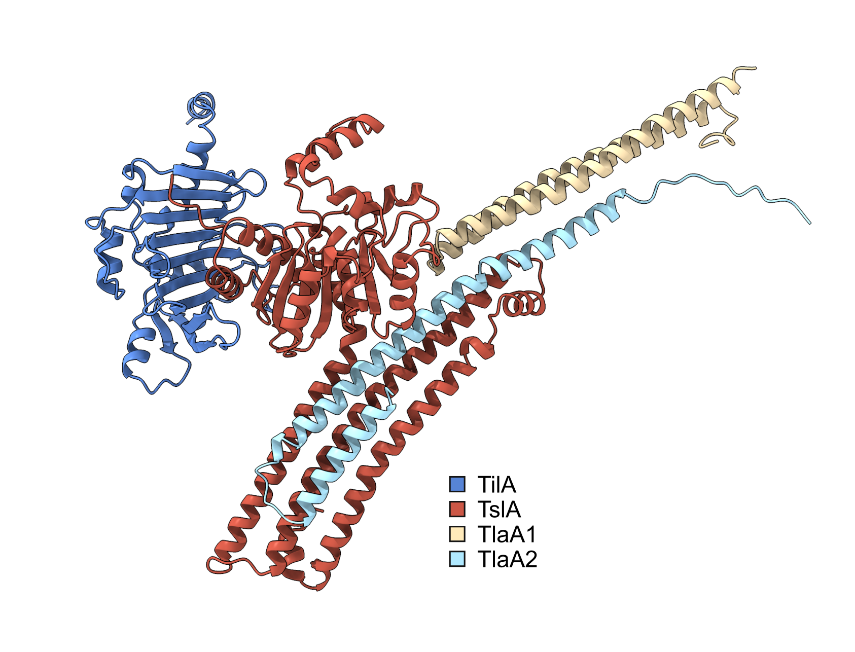 Domain reversal: A type VII-secreted lipase toxin with reverse domain arrangement 