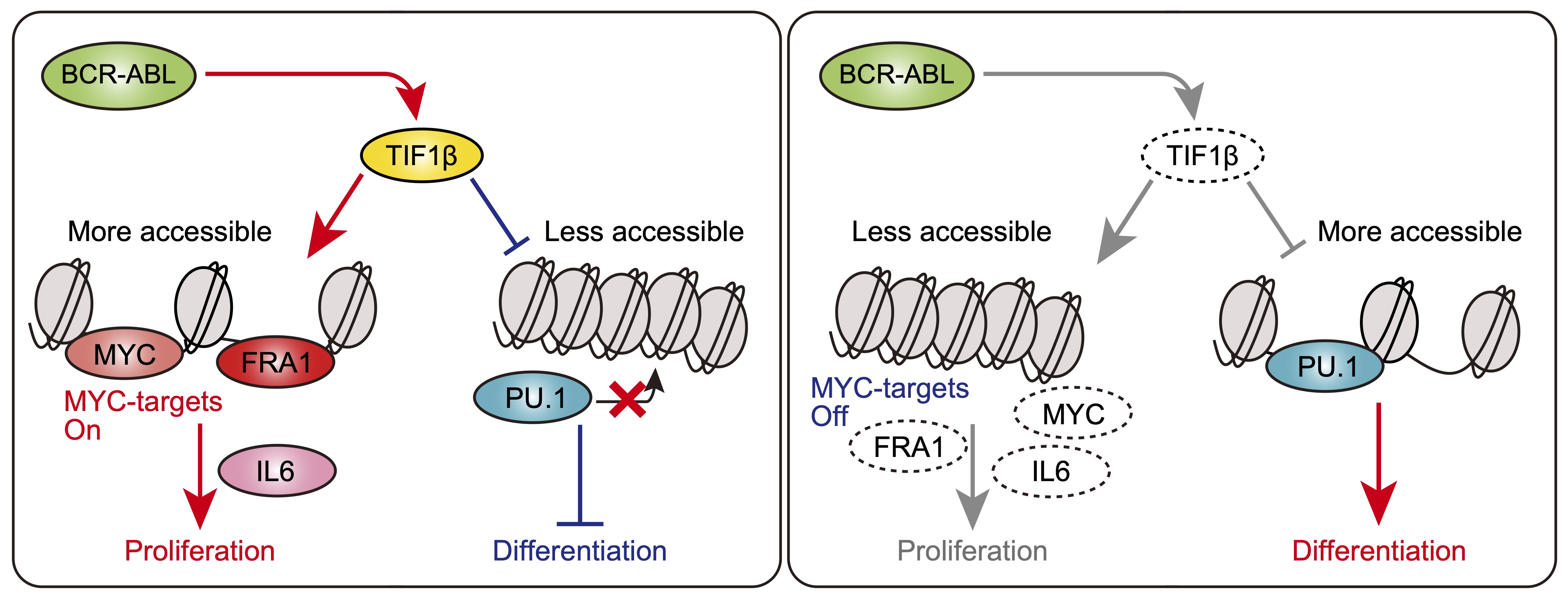 TIF1β activates FOSL1 and drives BCR::ABL1 myeloid leukemia.