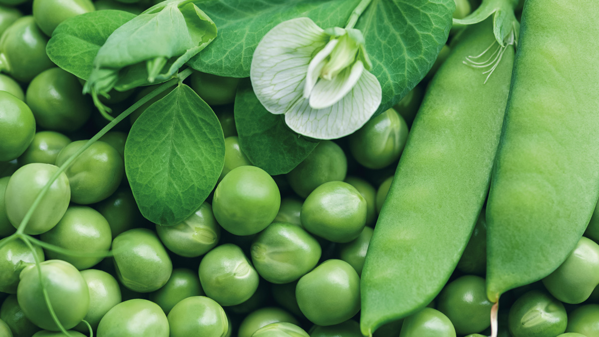 Editor's choice: 200th anniversary of Gregor Mendel