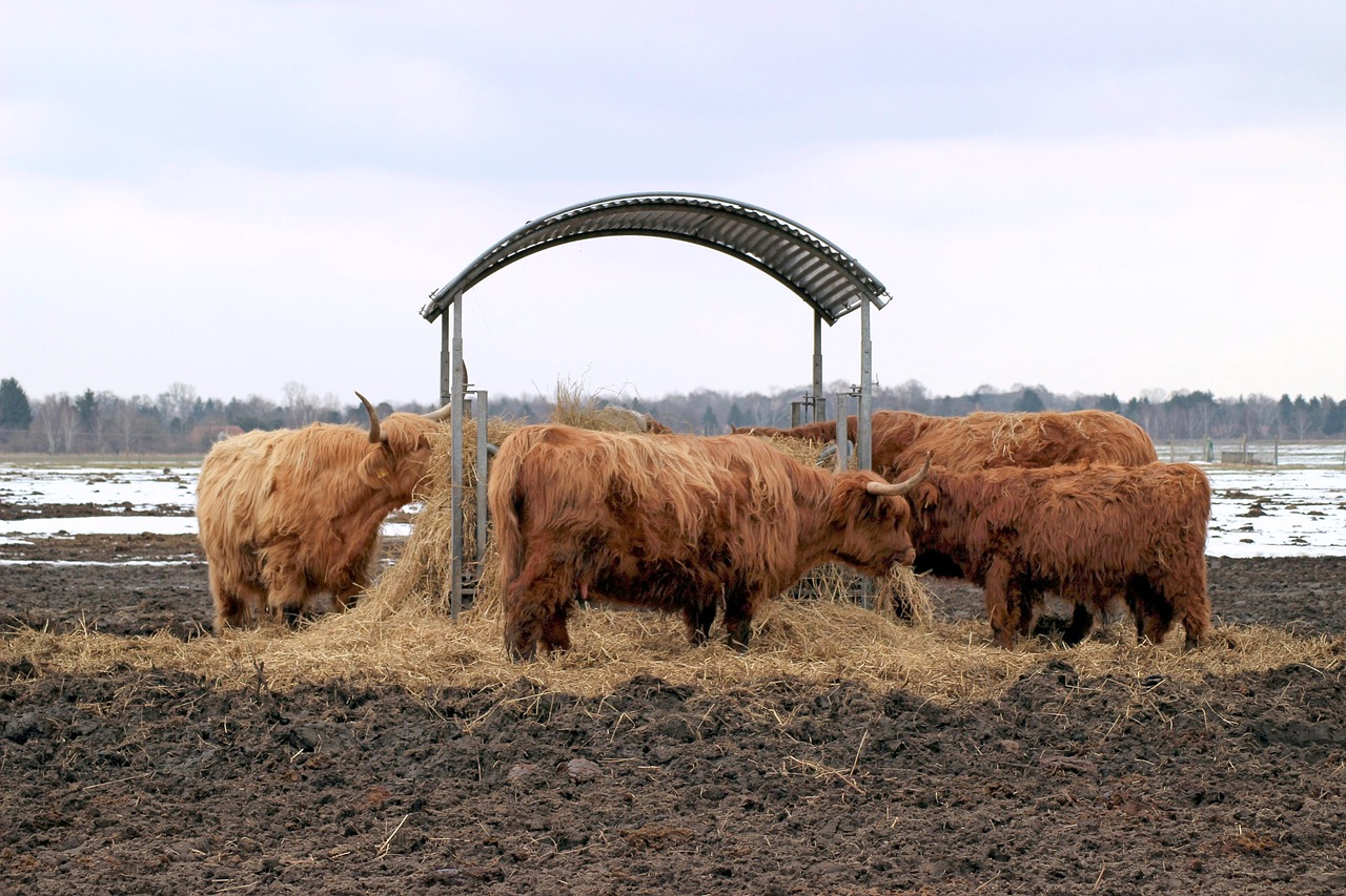 Mapping where animal agriculture competes with carbon dioxide removal.