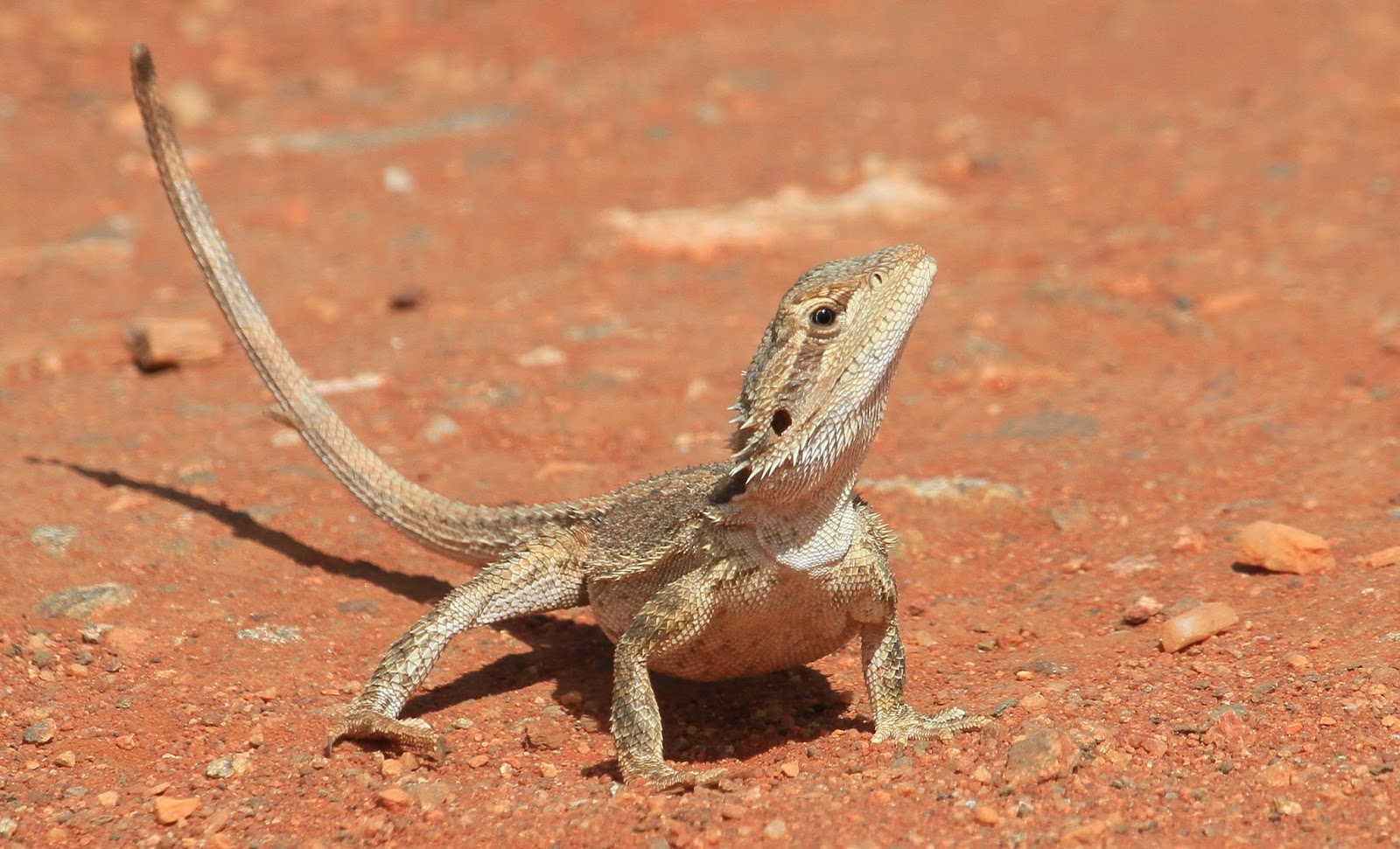 A year with lizards: Egg incubation temperature has long term impacts on bearded dragons  