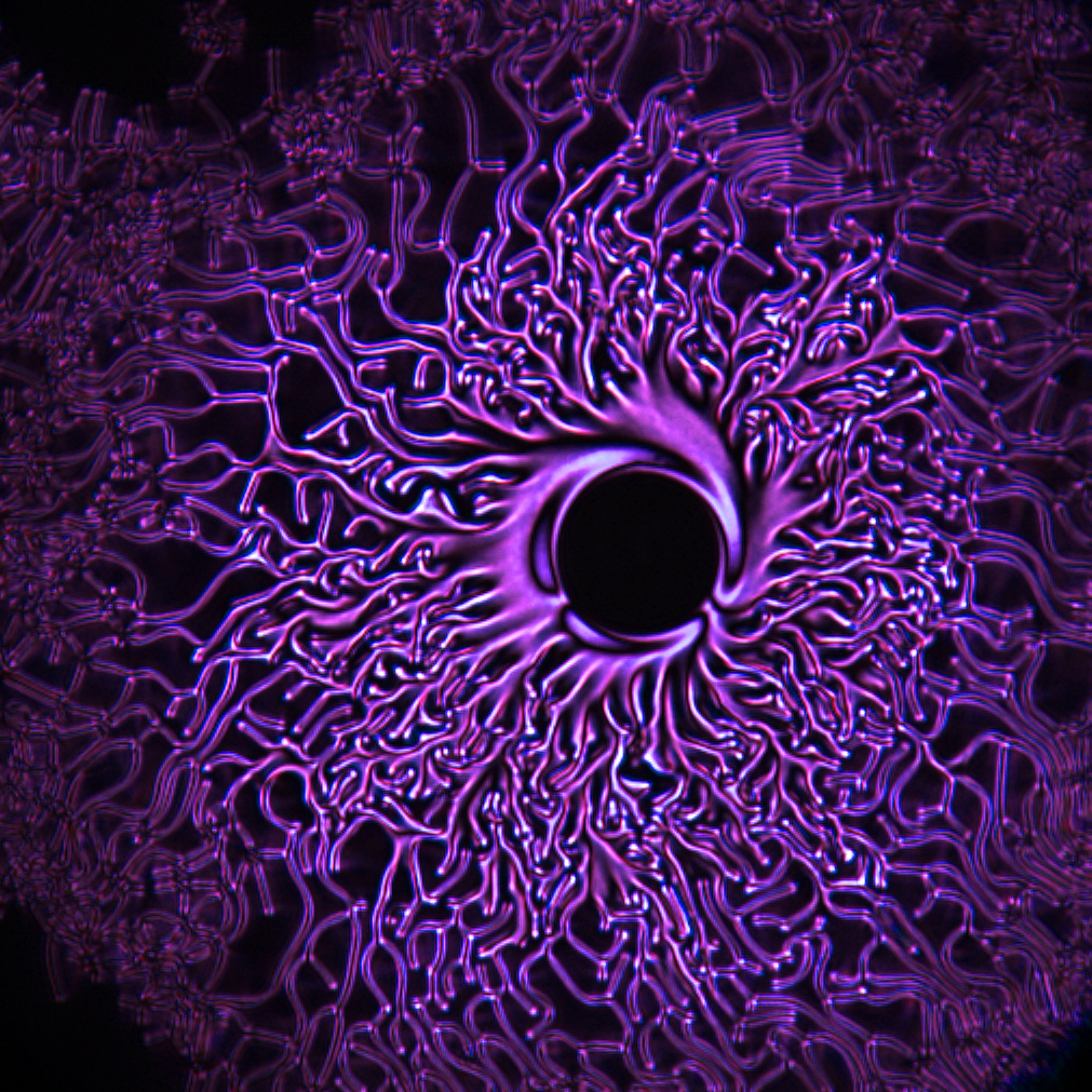 Polydispersity  helps encode soft material network structures