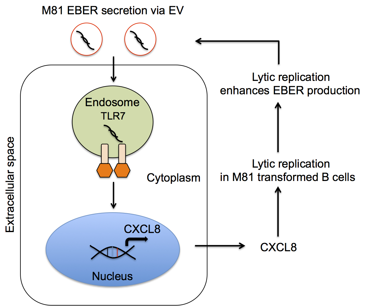 Epstein–Barr virus ncRNA from a nasopharyngeal carcinoma induces an inflammatory response that promotes virus production