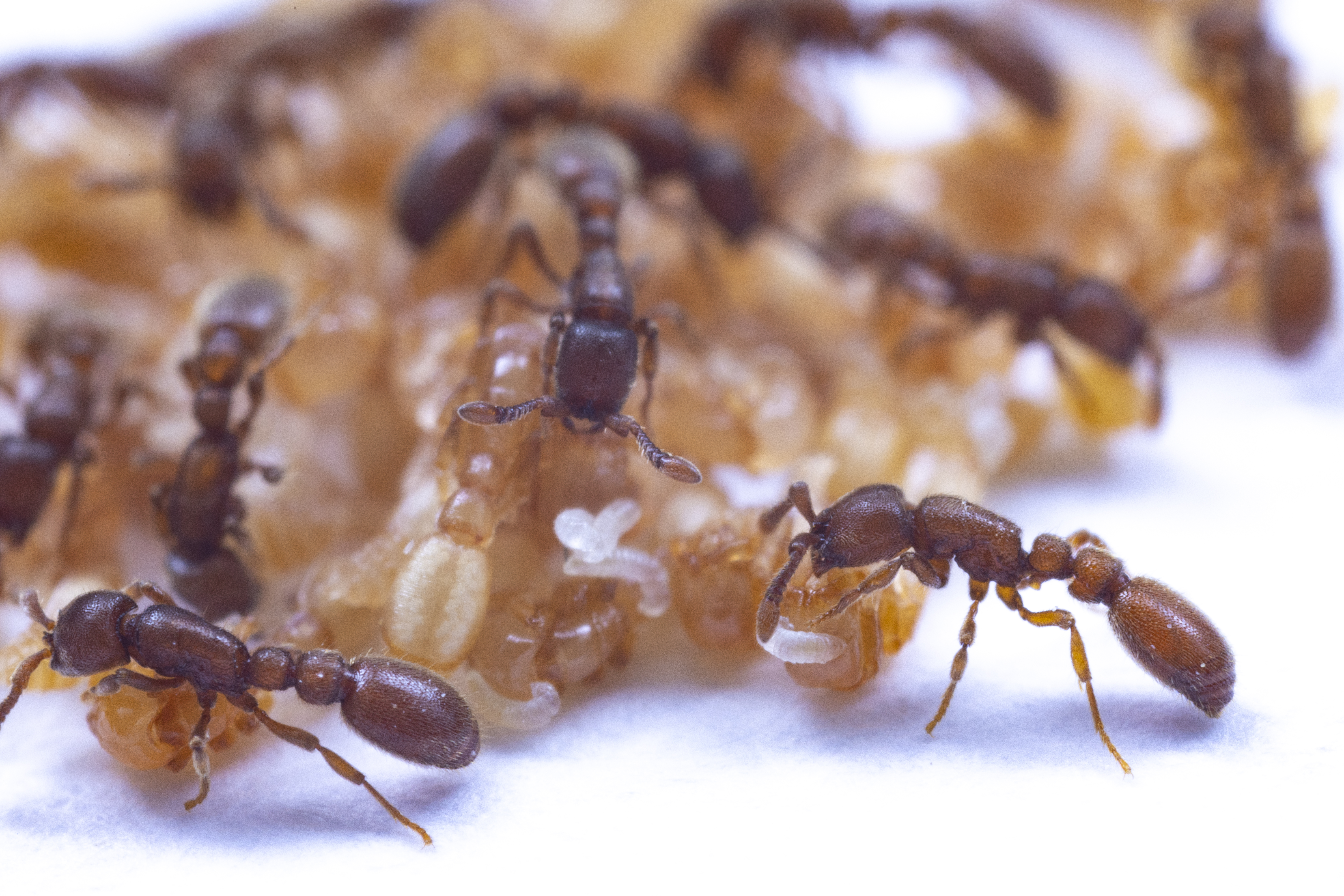 Ants and parenting 