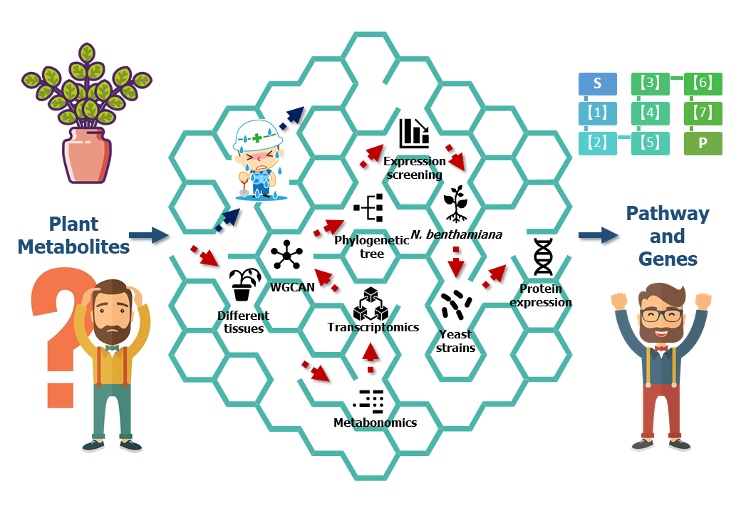 Does metabolic pathway dissection need whole genome sequences of plants?