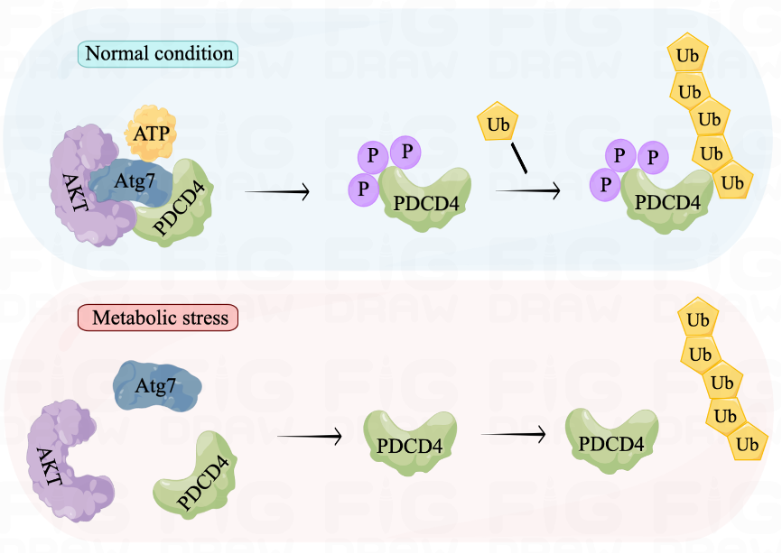 Atg7 senses ATP levels to promote survival during metabolic stress