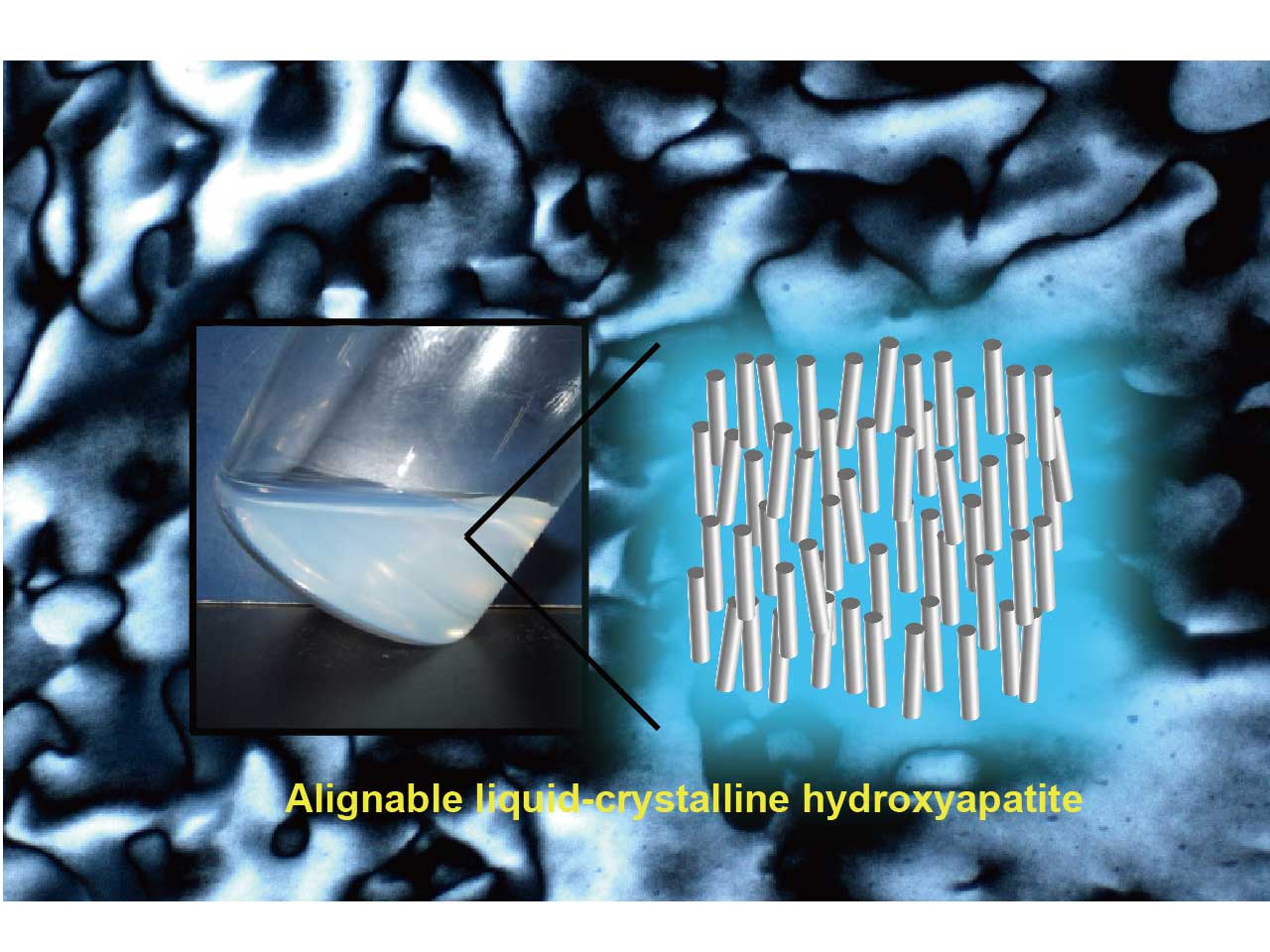 Alignable liquid-crystalline hydroxyapatite as new key for development of teeth-inspired synthetic materials