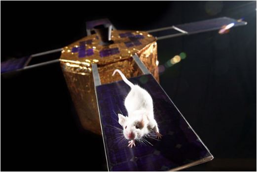 Why Do We Send Animals to Space?