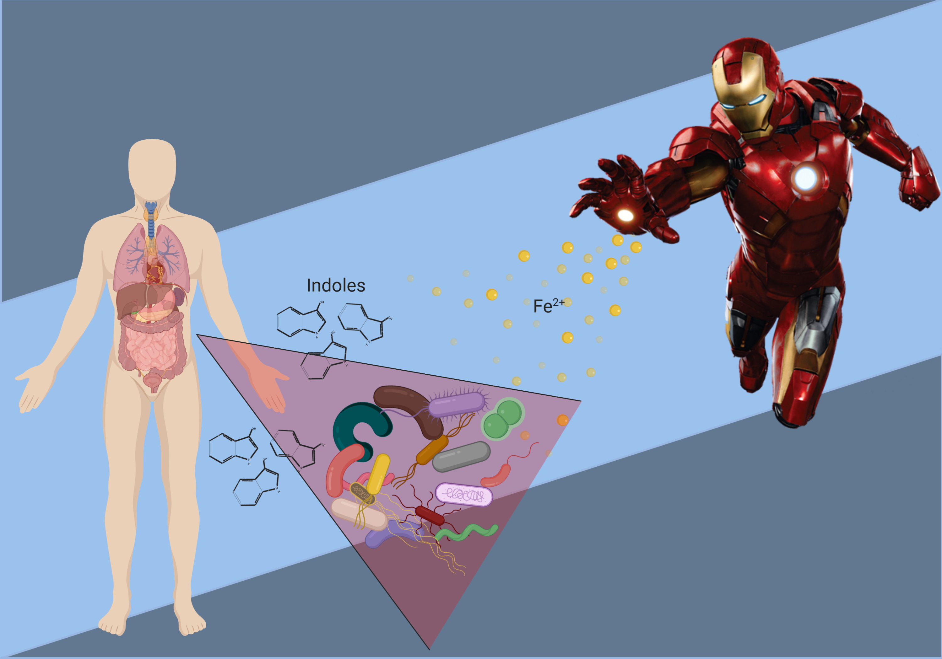 Transfusional iron overload and intravenous iron infusions modify the mouse gut microbiota similarly to dietary iron