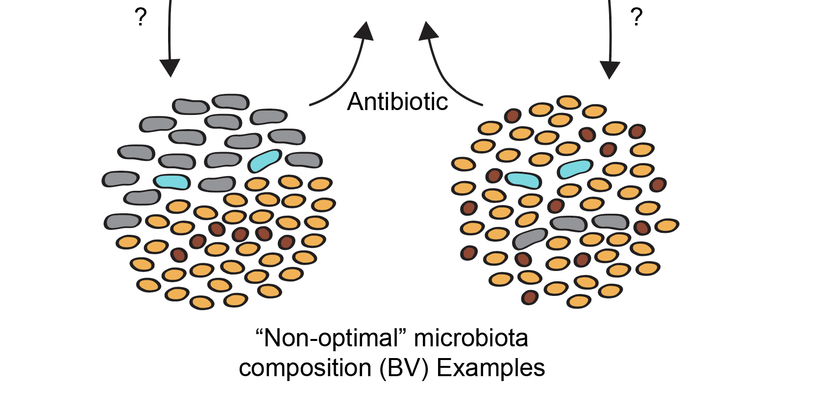 The Unruly Vaginal Microbiome: unraveling complexity to wrangle microbial communities to optimal states