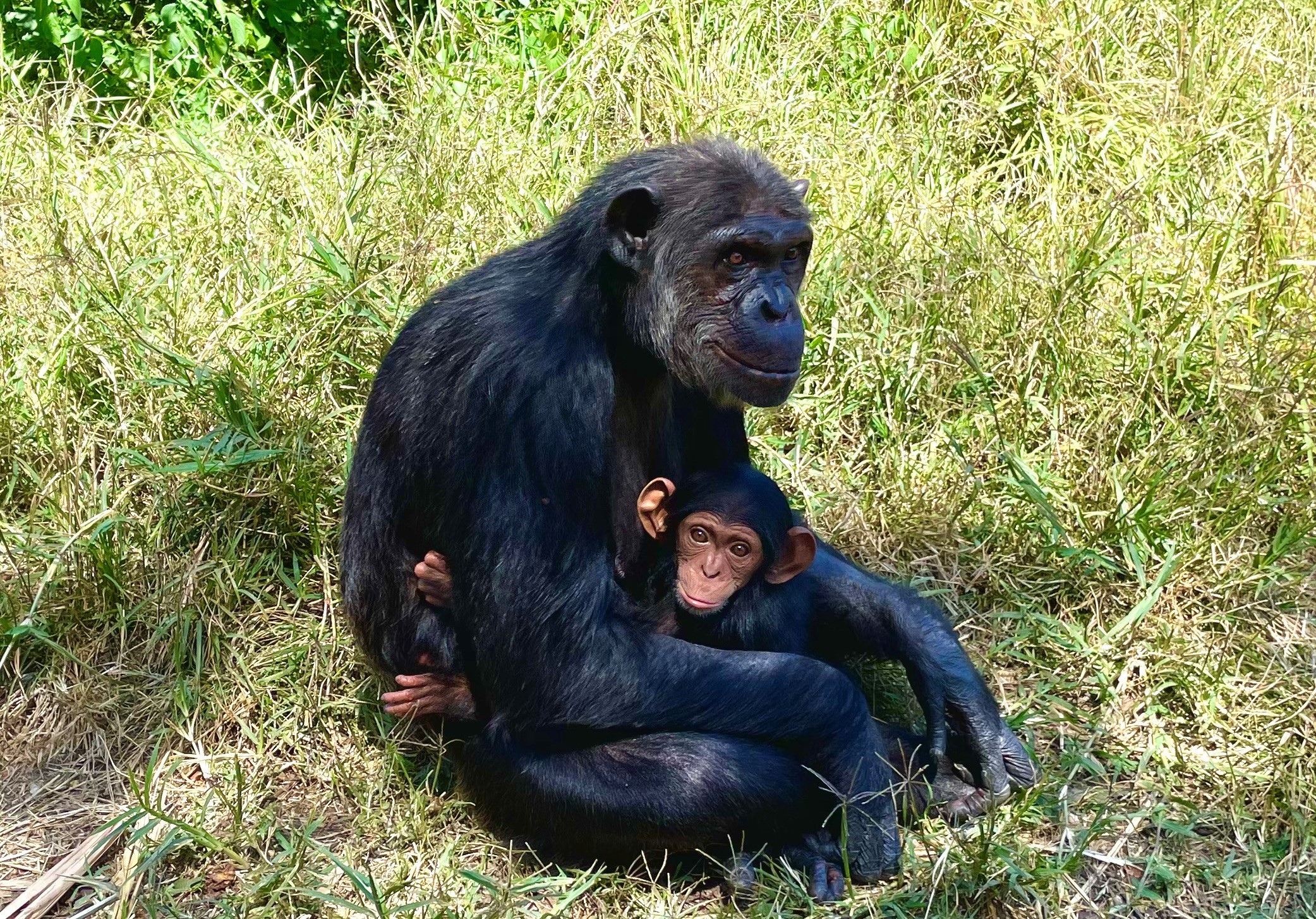 Divergent evolution of the human heart: What we can learn from our evolutionary cousins 
