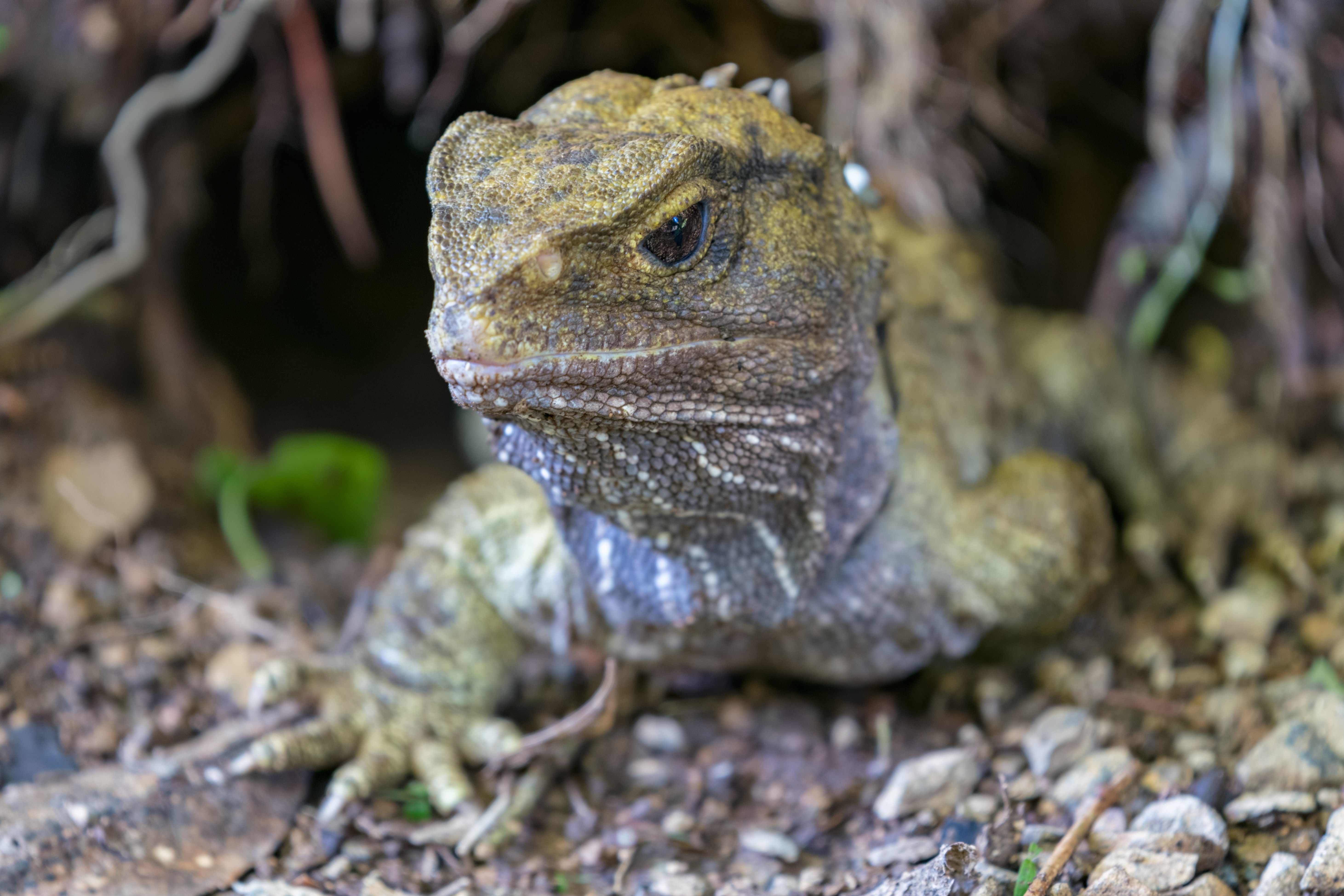 Duplicate divergent mitochondrial genomes in the Tuatara with complex organization