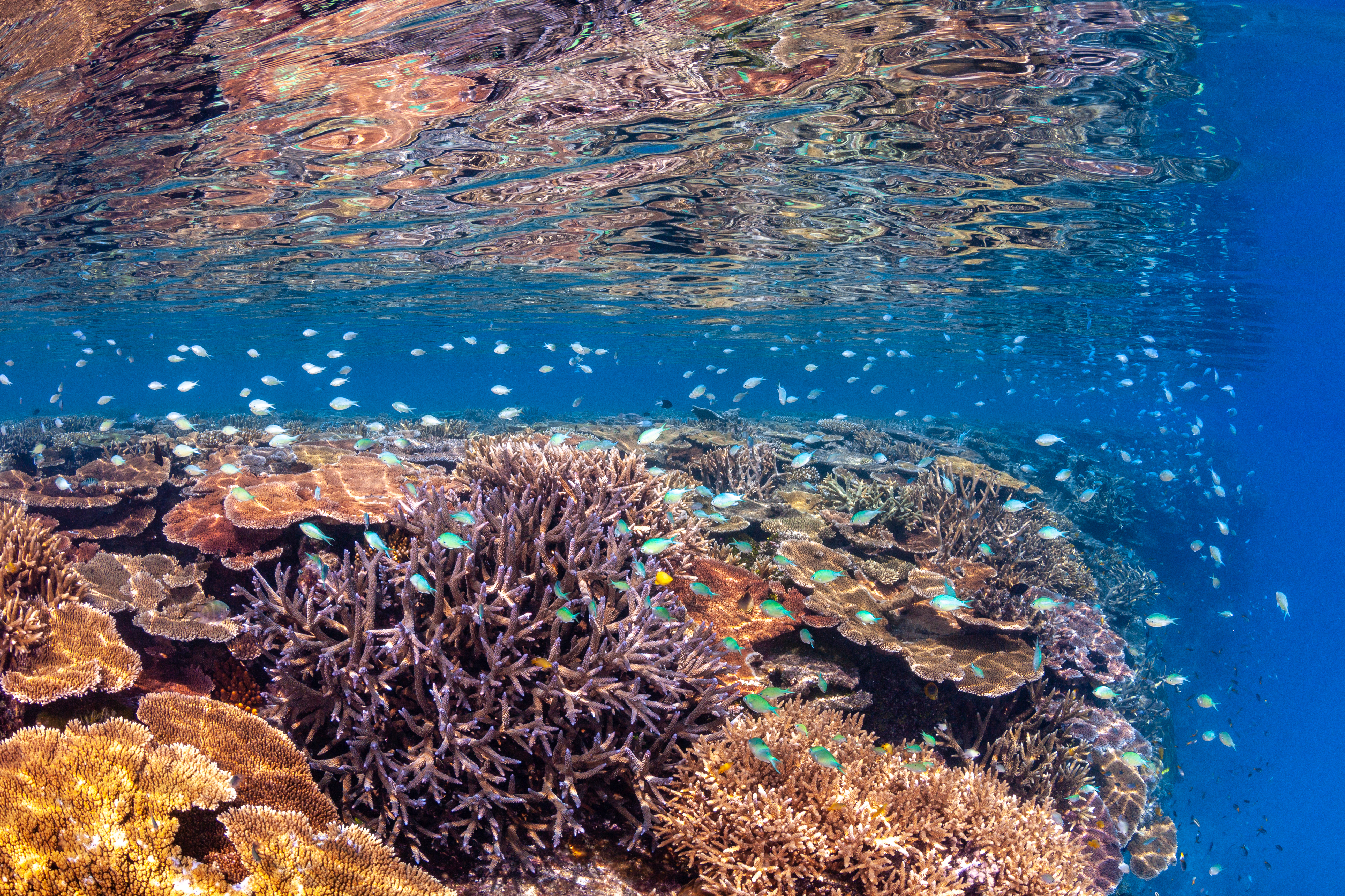 Does more coral necessarily equate to more fish?