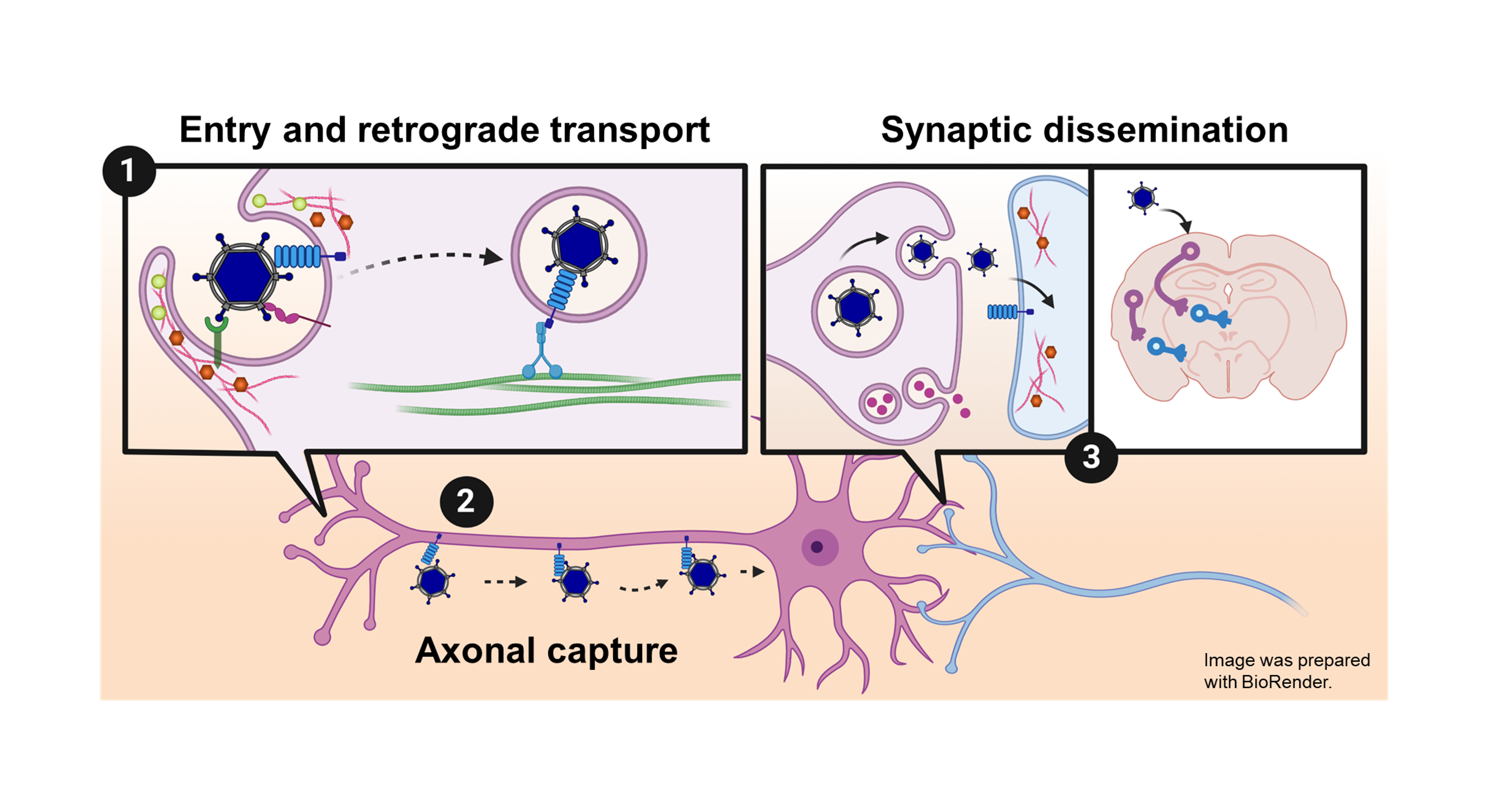 The PirB: a new player coordinating reovirus entry