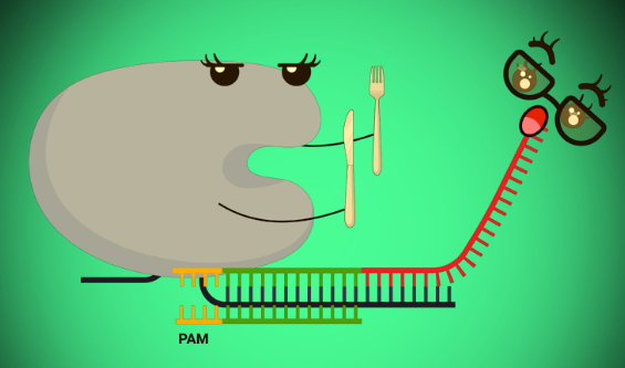 Uncovering the hidden RNA targeting potential of CRISPR-Cas12a