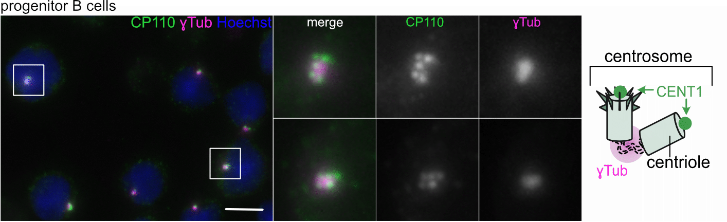 Centrioles are frequently amplified in early B cell development but dispensable for humoral immunity