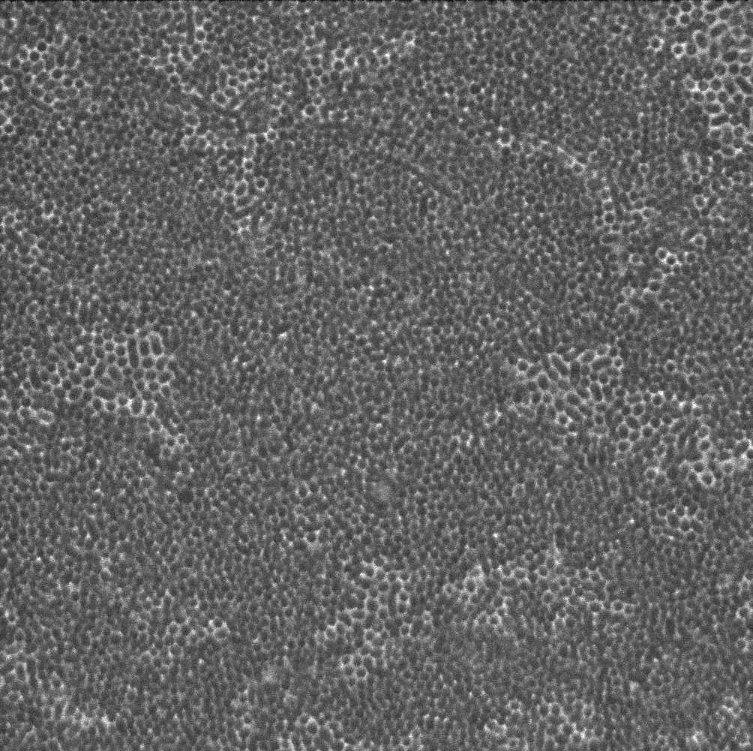 Let’s see where the phages take us