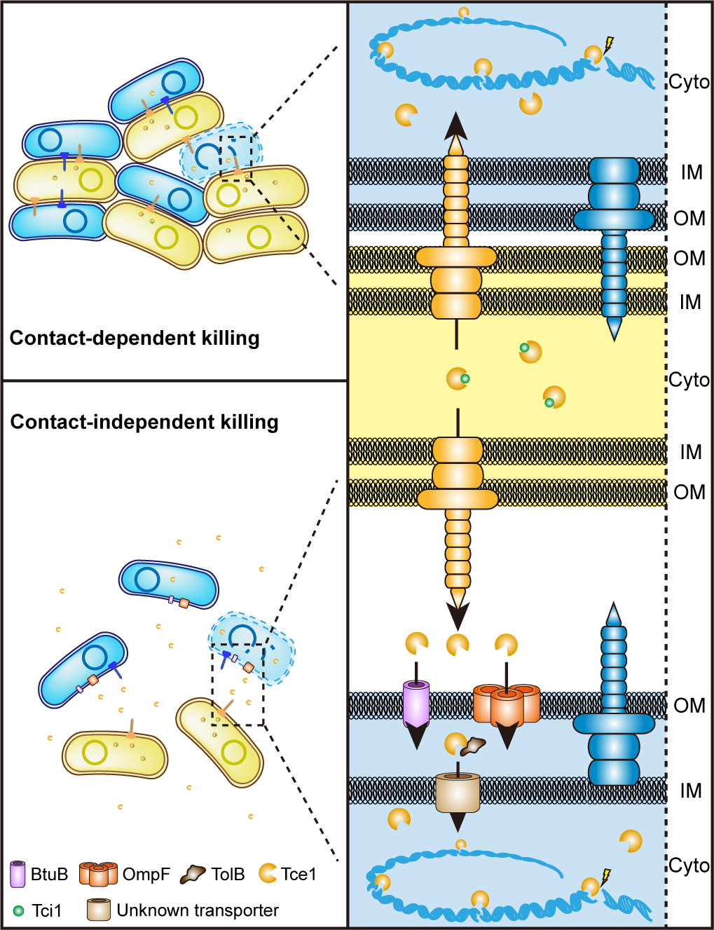 War of Bacteria: Close Attack and Long Range Shoot by T6SS