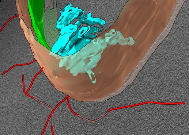 The path to discovering intracytoplasmic membranes in Geobacter sulfurreducens