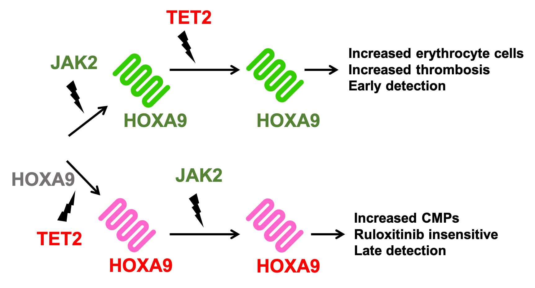  HOXA9/JAK2/TET2 motif to describe temporal mutation order implications in myeloproliferative neoplasms.
