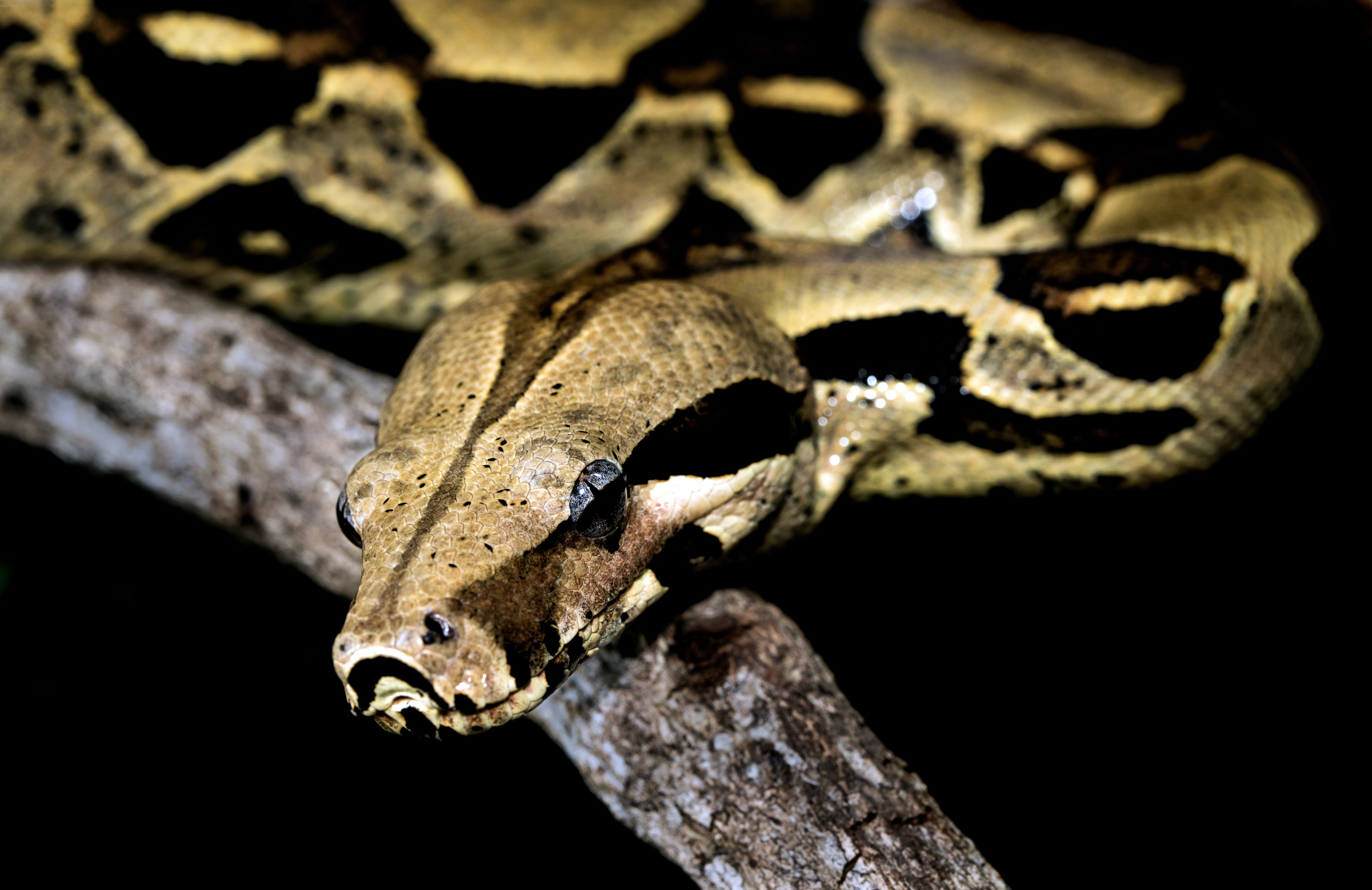 Project Management for Wildlife Conservation