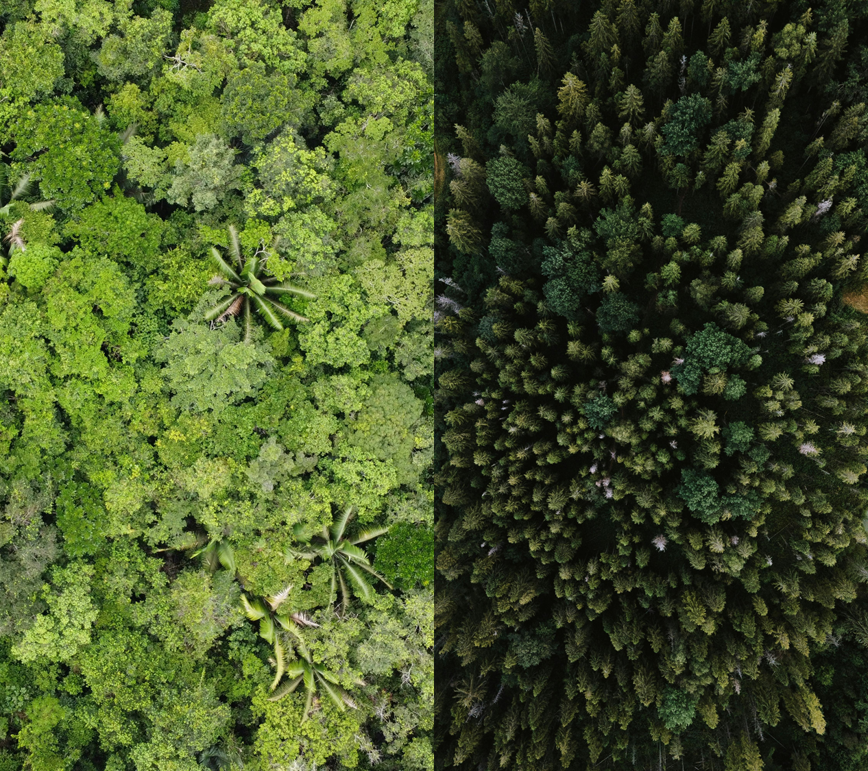 Less is more: Strategic reforestation achieves same cooling with less land
