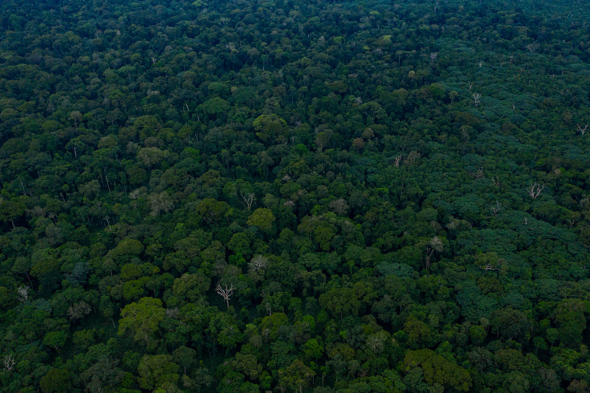 Testing deforestation risk and baseline allocation models for nested REDD+ projects