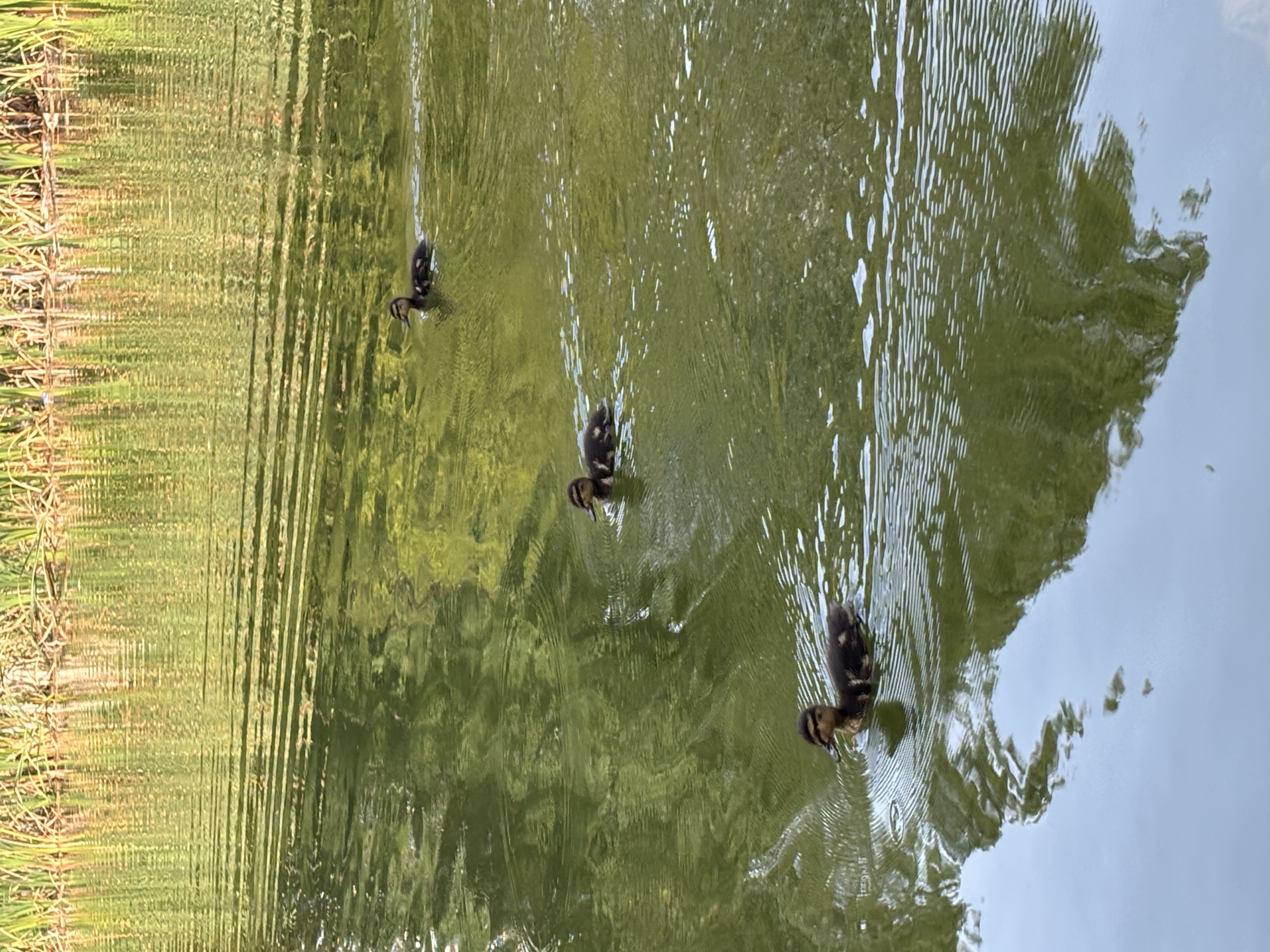 Week 3: Oxford Research Summer