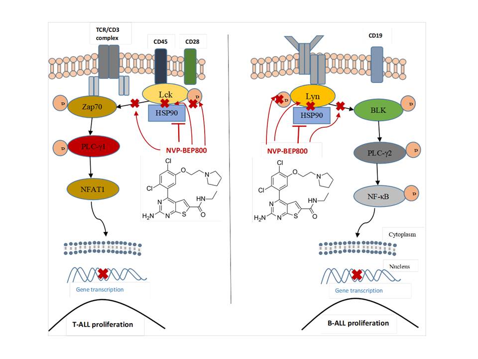 HSP90 inhibitor NVP-BEP800 affects stability of SRC kinases and growth of T-cell and B-cell acute lymphoblastic leukemia