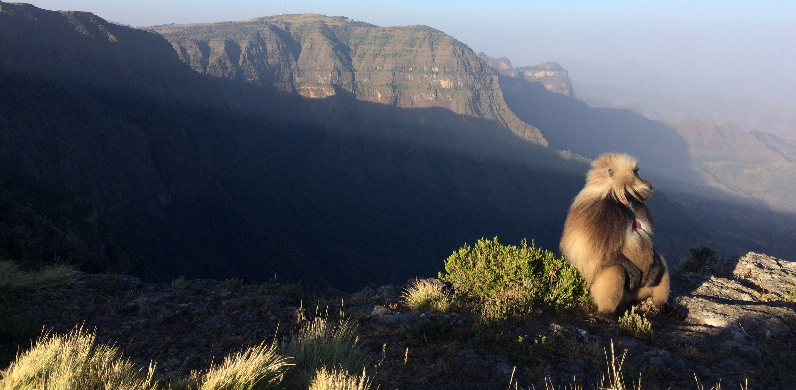 Inside the biology of one of the world's highest-dwelling primates