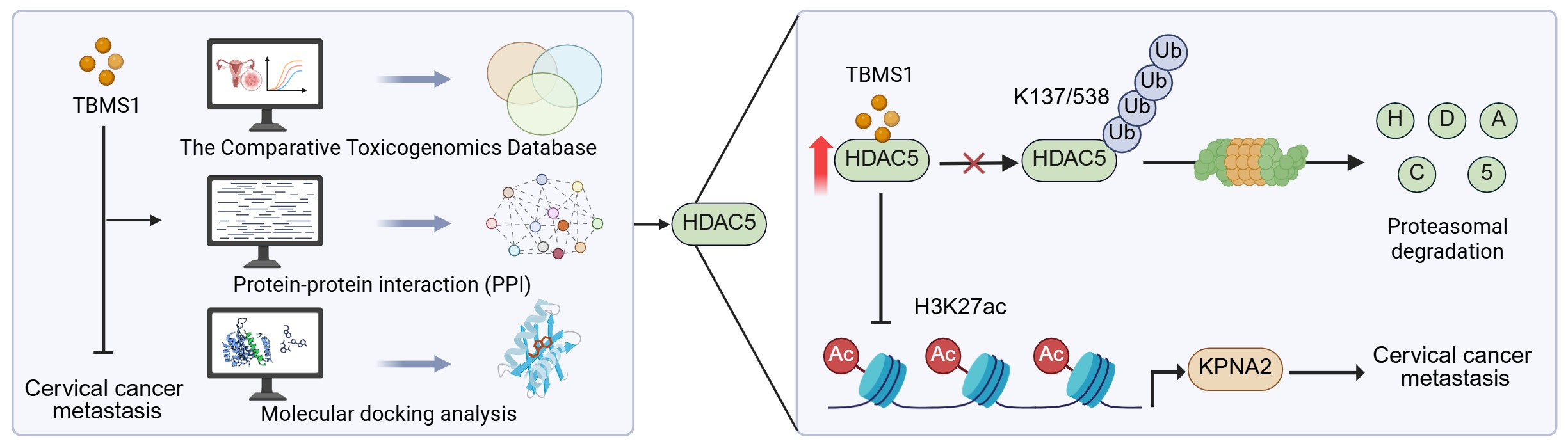 The natural product tubeimoside I impedes cervical cancer metastasis by stabilizing HDAC5 and suppressing the H3K27ac/KPNA2 axis