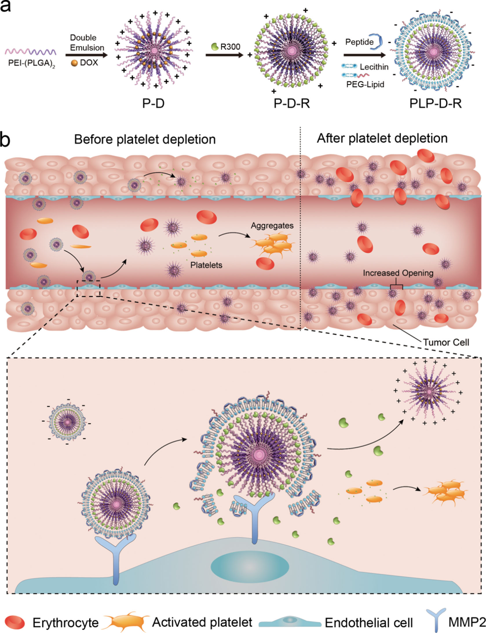 Intratumoral platelet deletion offers an alternative approach to enhancing the EPR effect
