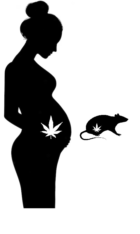 Prenatal THC and Long-Term Cognitive/Memory Outcomes