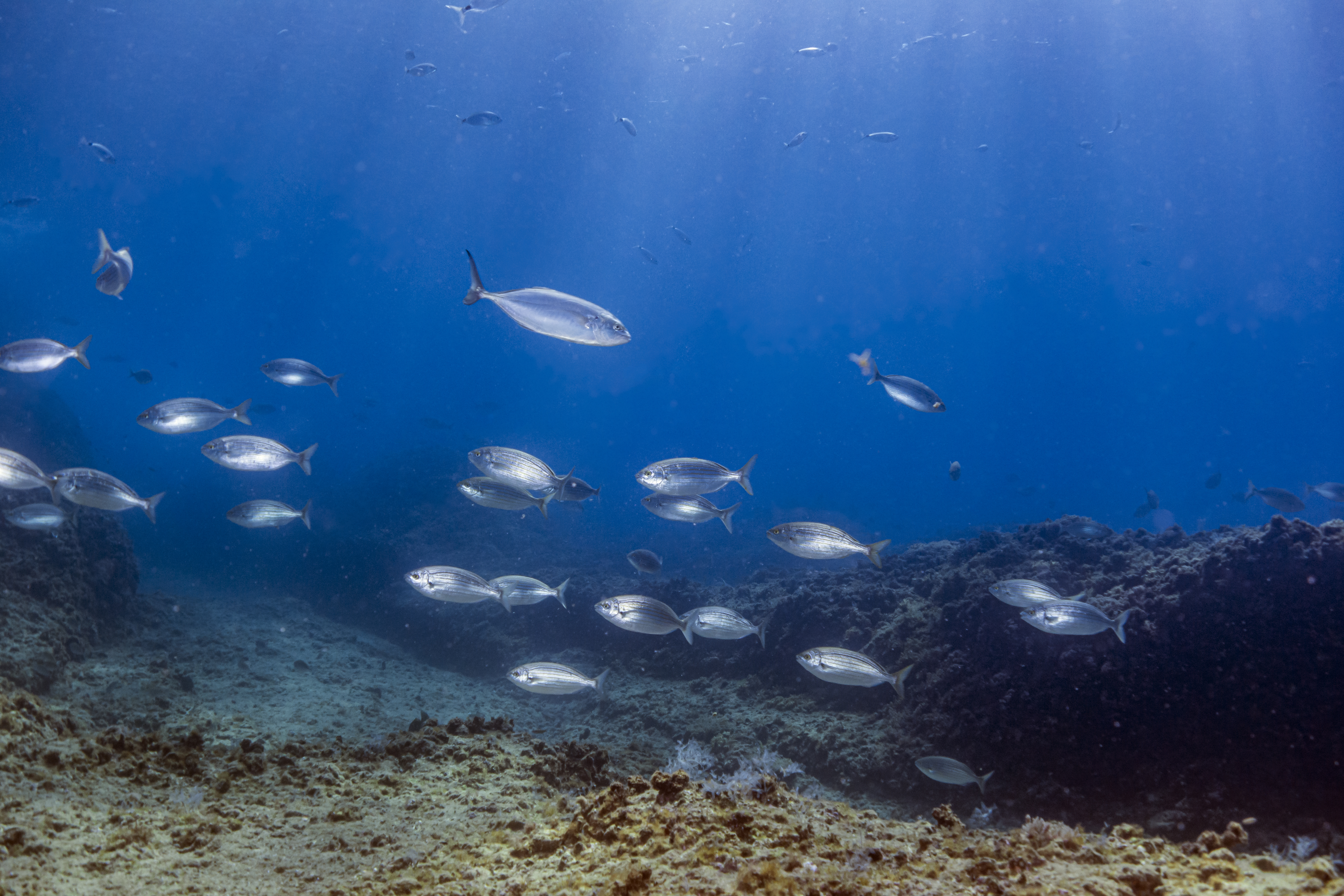 Fish on the edge: a meta-analysis reveals edge effects within marine protected areas