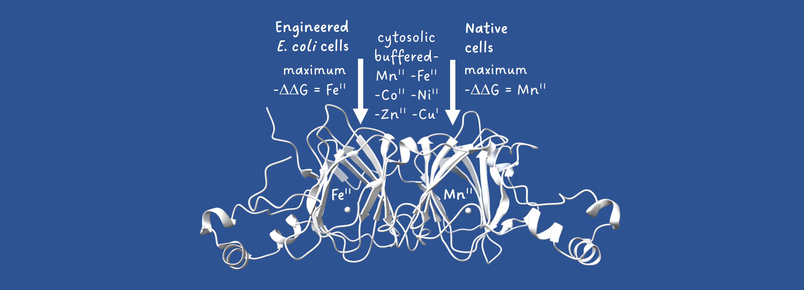 Decoding protein metalation and mis-metalation